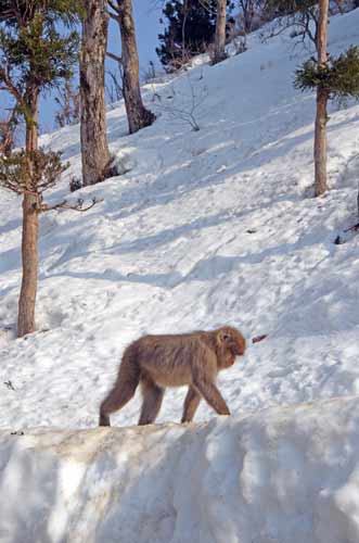 primate japan-AsiaPhotoStock