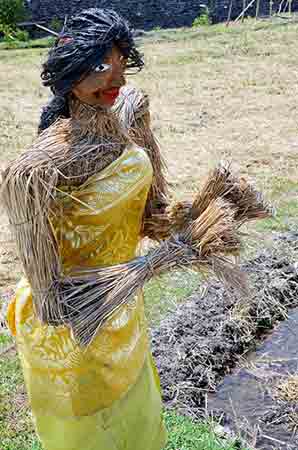 scarecrow yellow-AsiaPhotoStock