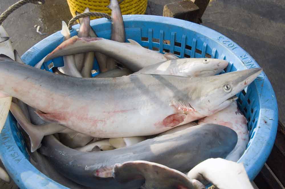 finless sharks-AsiaPhotoStock