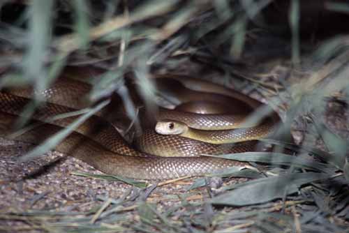 brown snake-AsiaPhotoStock