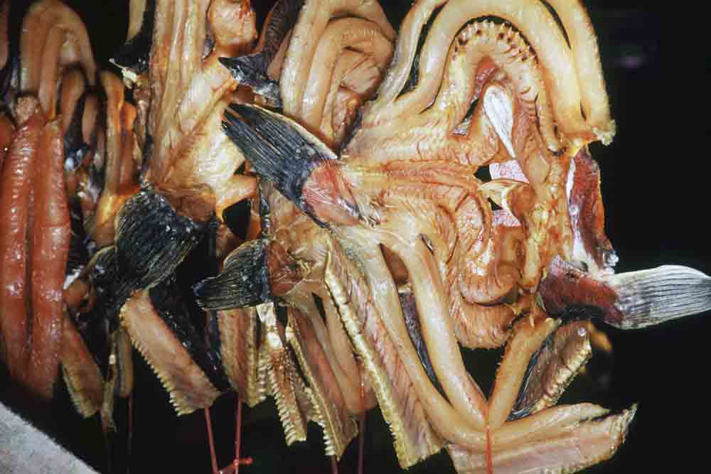 snake fish display-AsiaPhotoStock