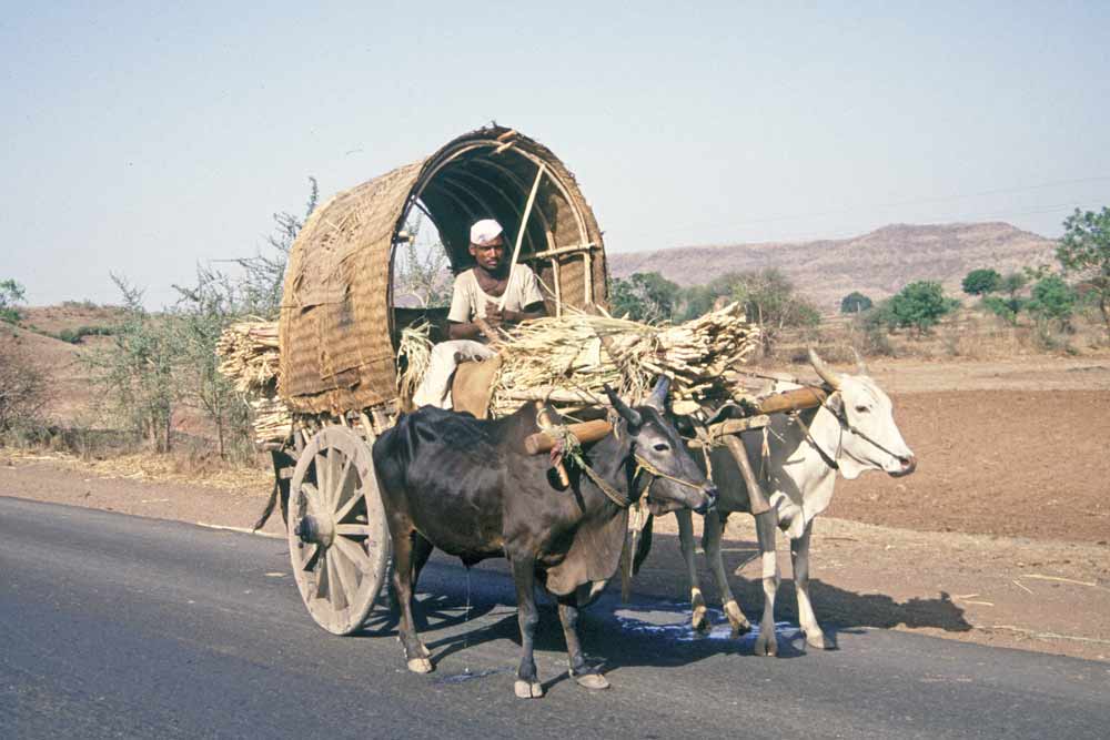 bullock transport-AsiaPhotoStock