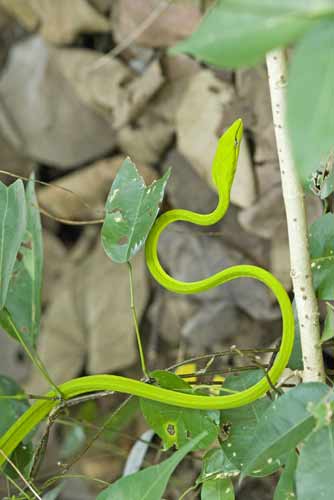 whip snake-AsiaPhotoStock