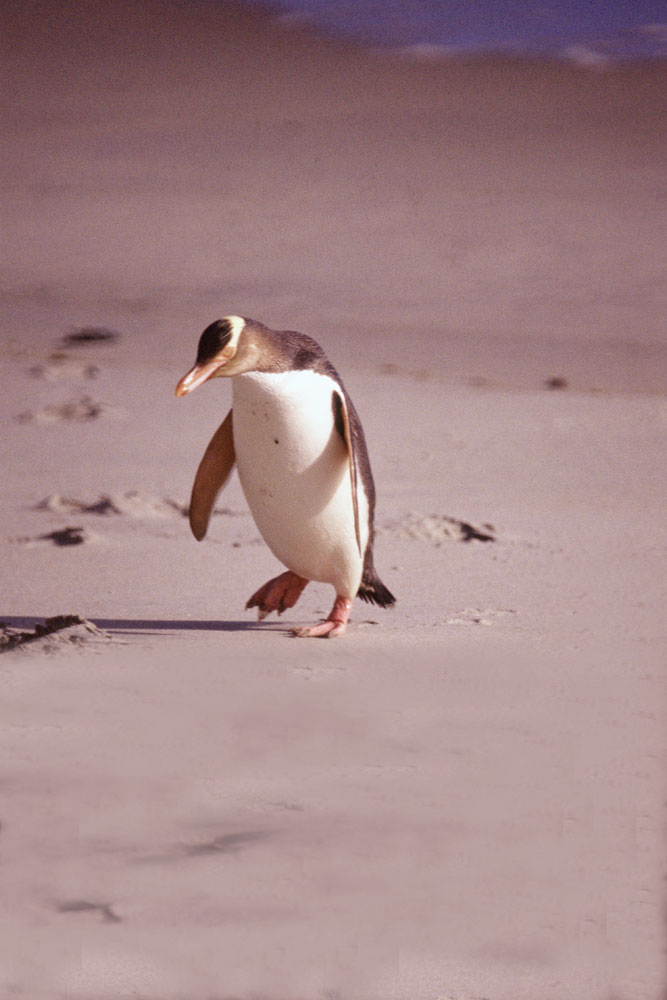 yellow eyes penguin-AsiaPhotoStock